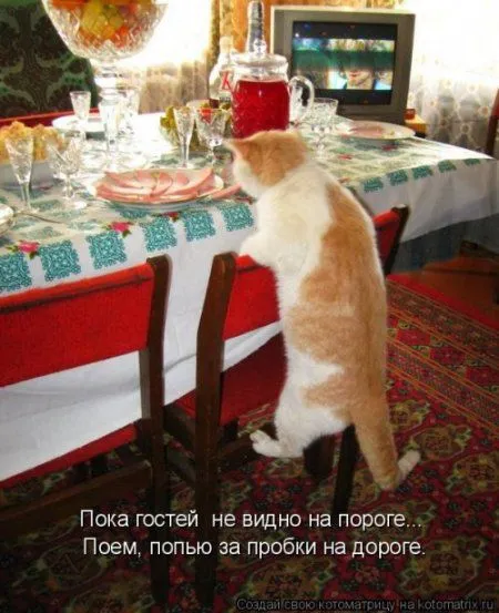 Котоматрица подборка фото