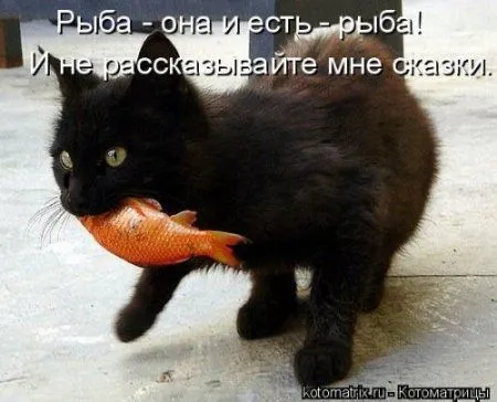 Котоматрица подборка фото