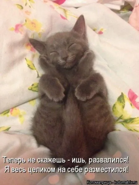 Котоматрица подборка фото