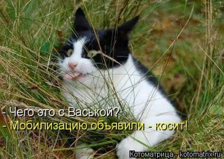 Котоматрица подборка фото