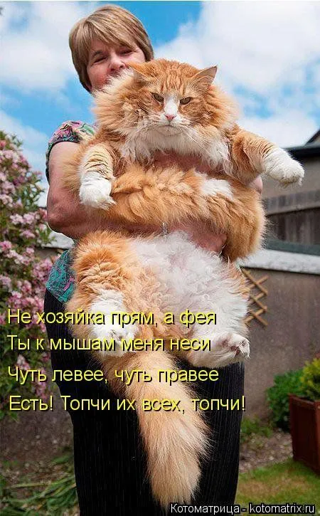 Котоматрица подборка фото