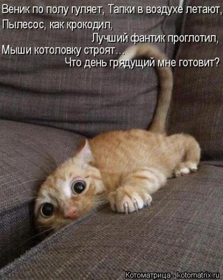Котоматрица подборка фото