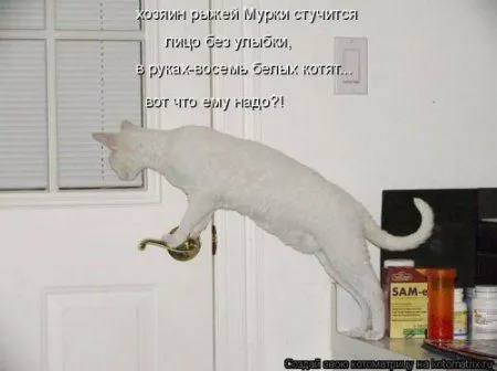Котоматрица подборка фото