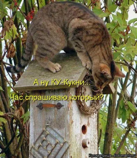 Котоматрица подборка фото