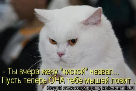 Котоматрица подборка фото