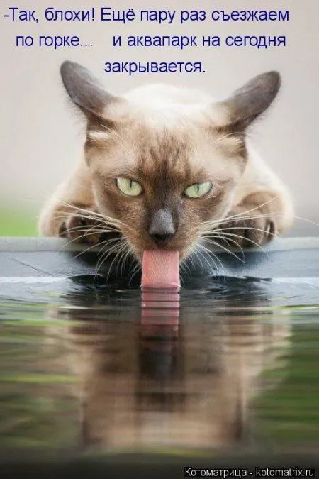 Котоматрица подборка фото
