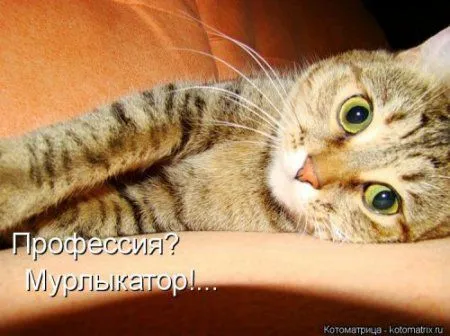 Котоматрица подборка фото