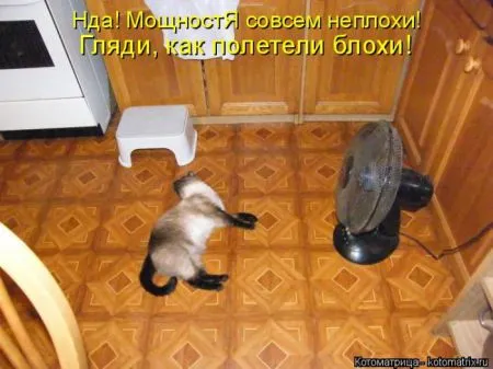Лучшие котоматрицы недели (50 фото)