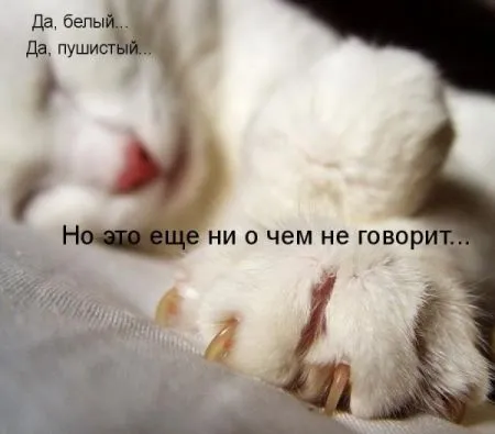Фотоприколы про животных с надписями