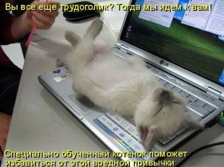Фотоприколы про животных с надписями