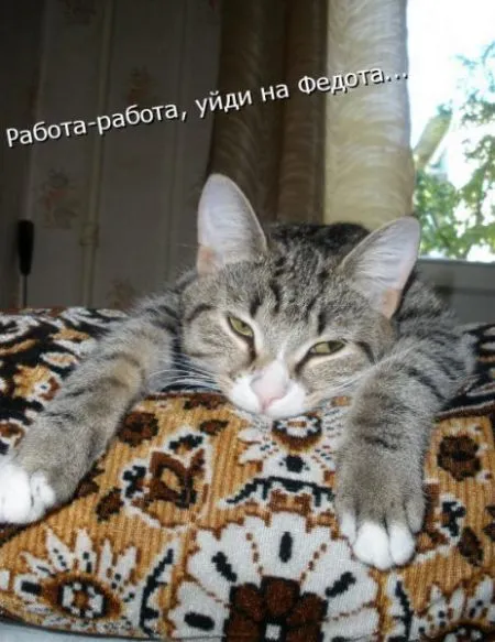 Фотоприколы про животных с надписями