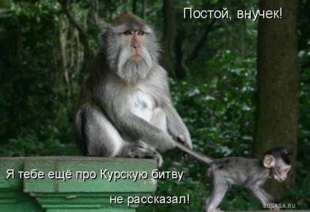 Фотоприколы про животных с надписями