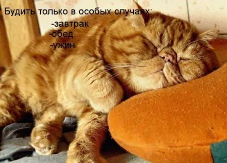 Фотоприколы про животных с надписями