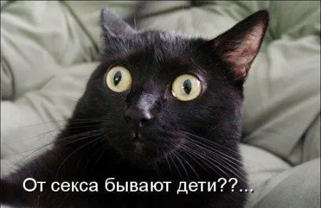 Фотоприколы про животных с надписями