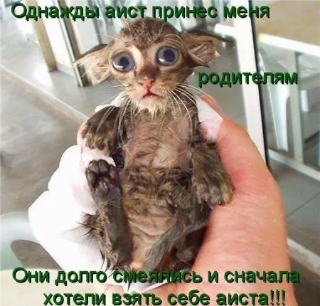 Фотоприколы про животных с надписями