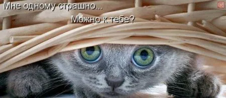 Фотоприколы про животных с надписями