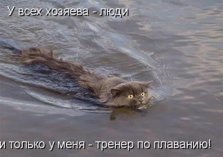 Фотоприколы про животных с надписями