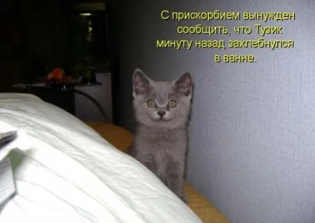 Фотоприколы про животных с надписями
