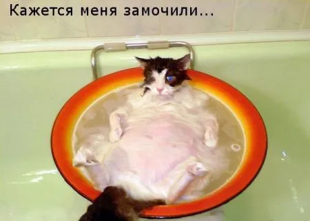 Фотоприколы про животных с надписями