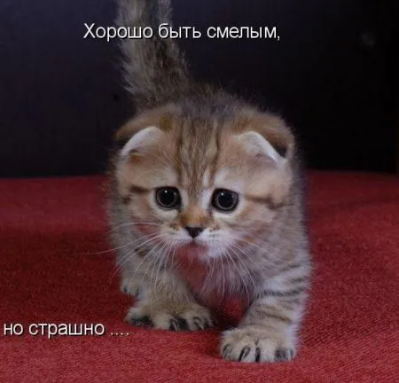Фотоприколы про животных с надписями