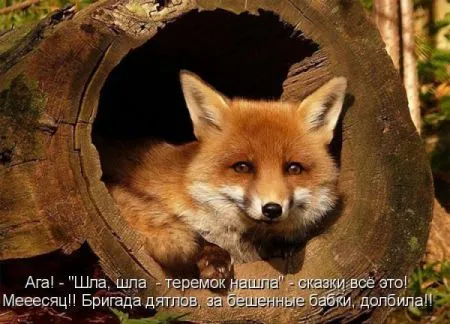 Фотоприколы про животных с надписями