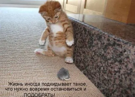 Фотоприколы про животных с надписями