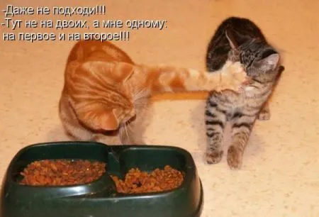 Фотоприколы про животных с надписями