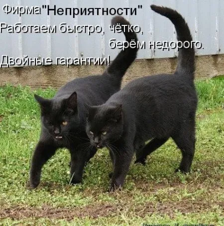 Фотоприколы про животных с надписями
