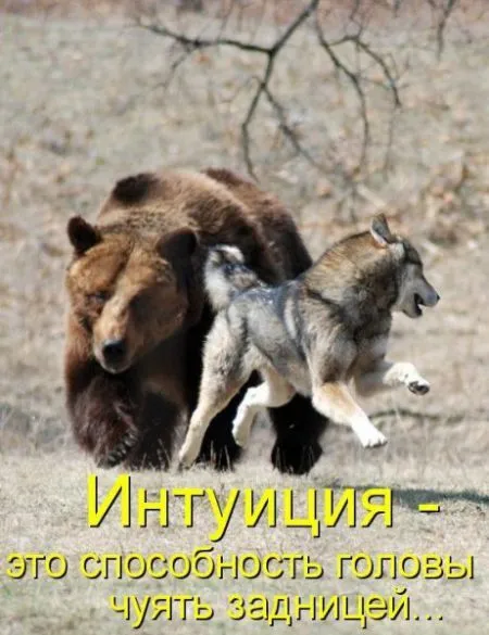 Фотоприколы про животных с надписями