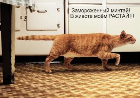 Фотоприколы про животных с надписями