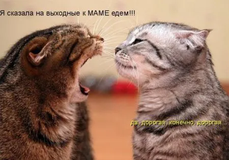 Фотоприколы про животных с надписями