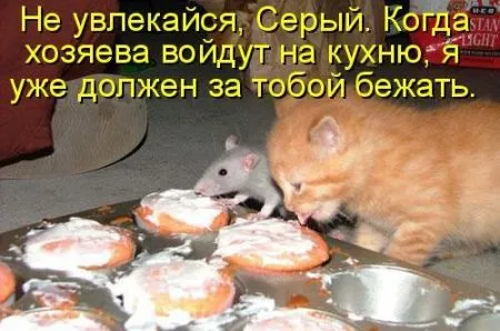 Фотоприколы про животных с надписями
