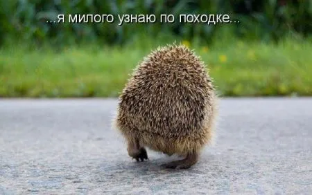 Фотоприколы про животных с надписями