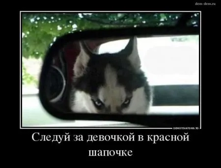 Мы собрали Свежие демотиваторы