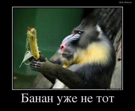 Мы собрали Свежие демотиваторы