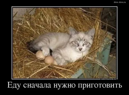 Мы собрали Свежие демотиваторы