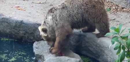 Медведь удивил всех