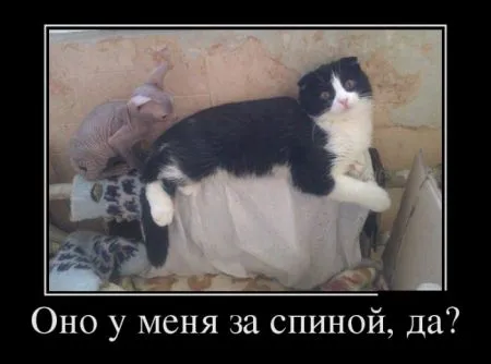 Смешные демотиваторы хорошего настроения