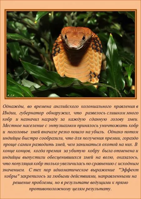 Занимательные факты обо всем на свете