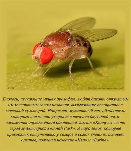 Занимательные факты обо всем на свете