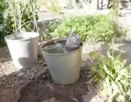 Кот принимает ванную ну или ведро как кому угодно