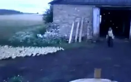 Вот это дрессировка!