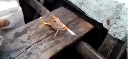 Китайцы научили рыбу курить