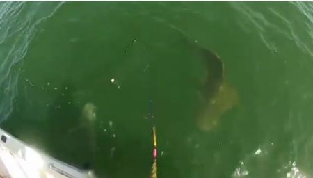 Атлантический гигантский групер сжирает акулу в один глоток