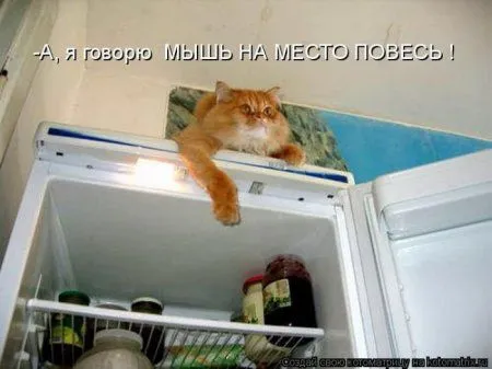 Котоматрица субботы