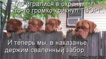 Котоматрица субботы