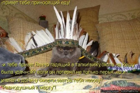 Котоматрица субботы