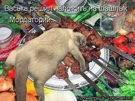 Котоматрица субботы