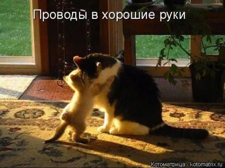 Котоматрица субботы