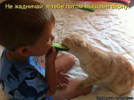 Котоматрица субботы